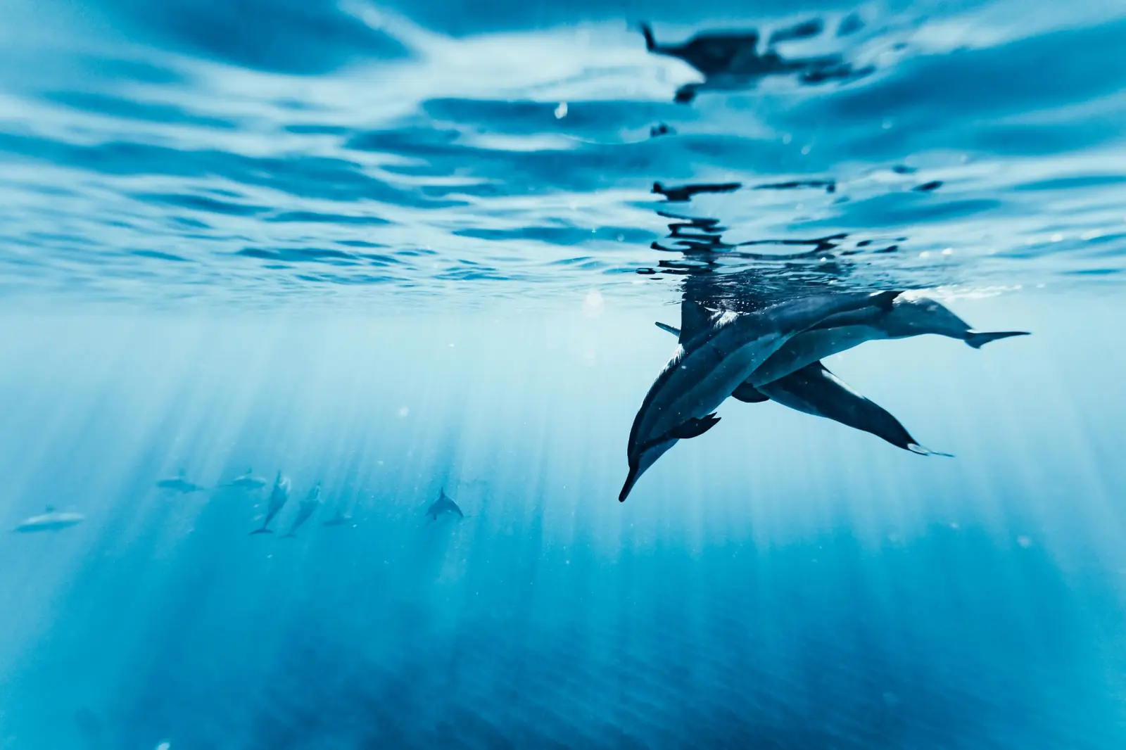 Dauphins